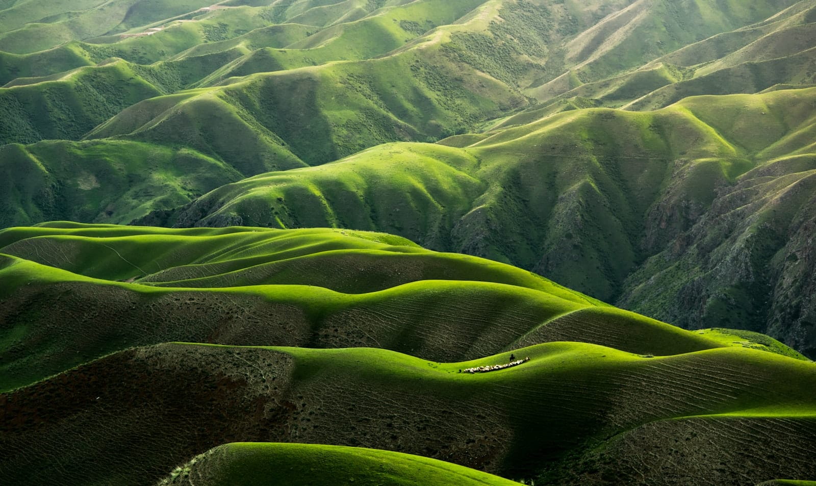 The green grasslands and lavender fields of the Ili valley near Yining, Xinjiang